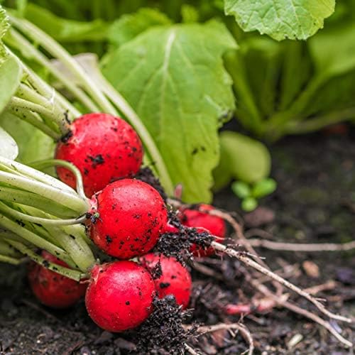 The Old Farmer's Almanac Organic Radish Seeds (Cherry Belle) - Approx 400 Seeds - Certified Organic, Non-GMO, Open Pollinated, Heirloom, USA Origin - Image 4