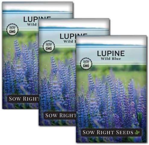 Sow Right Seeds-Wild Blue Lupine Seed for Planting Perennial Wildflower 3pk by SowRightSeeds
