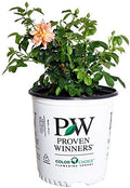 Proven Winners - ROSA `AT Last` (Rose) Rose, Orange Flowers, #2 - Size Container by GreenPromiseFarms