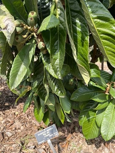 1 Perennial Golden Loquat Fruit Live Seedling Tree,Japanese Plump Live Tree - Image 7