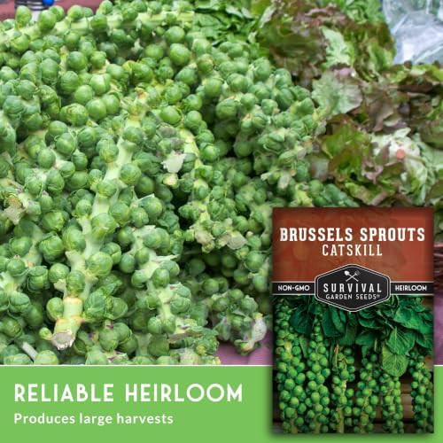 Catskill Brussels Sprout Seeds for Planting (5 Packs) - Image 4
