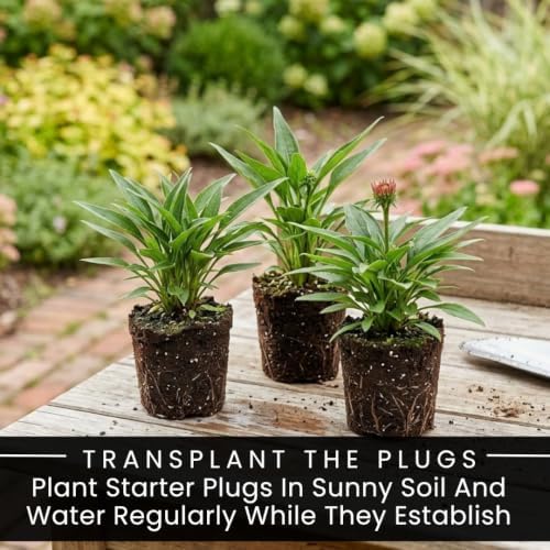 10 Watermelon Coneflower Live Plugs – Orange Echinacea Perennial Plants - Image 3