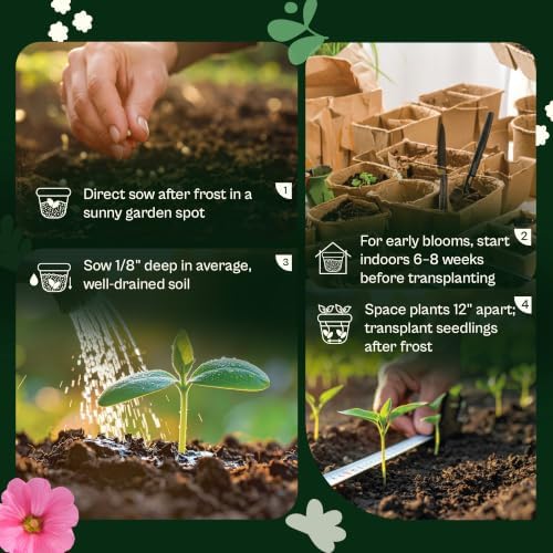SVI 5500 Moss Rose Non GMO Heirloom Flower Seeds, Portulaca grandiflora - Image 5