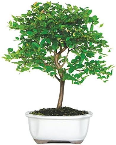 Brussel's Live Jaboticaba Indoor Bonsai Tree - 6 Years Old; 10" to 14" Tall with Decorative Container, Humidity Tray & Deco Rock - Image 5