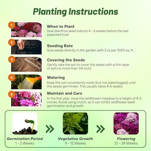 Outsidepride Sweet William Dianthus Seeds - 5000 Pcs. Perennial, Winter Hardy Wildflower Seeds w/Fragrant & Vibrant Blooms, Ideal for Pollinator Gardens, Cut Flowers & Colorful Landscaping (Pack of 2) - Image 4