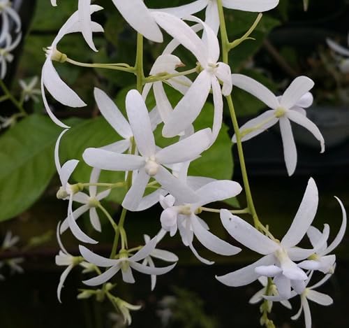 White Queens Wreath Sandpaper Bluebird Vine -Petrea volubilis 'Alba' - Live Plant - Hanging Flower Clusters - 6-8 Inches Tall - 4 Inch Pot - Image 5