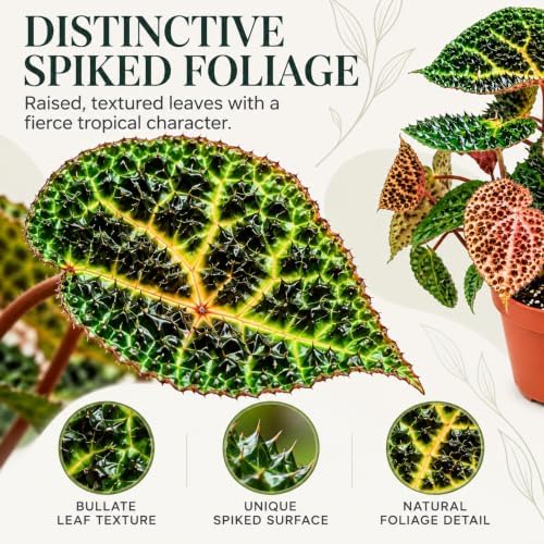 Begonia Ferox Live Houseplant - Rare Spiked Fierce Rooted Starter Plant - Image 2