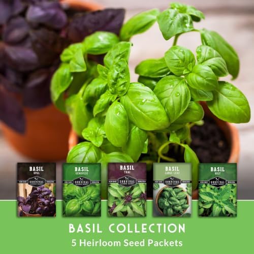 Basil Seeds 5 Variety Collection - Survival Garden Seeds - Image 3