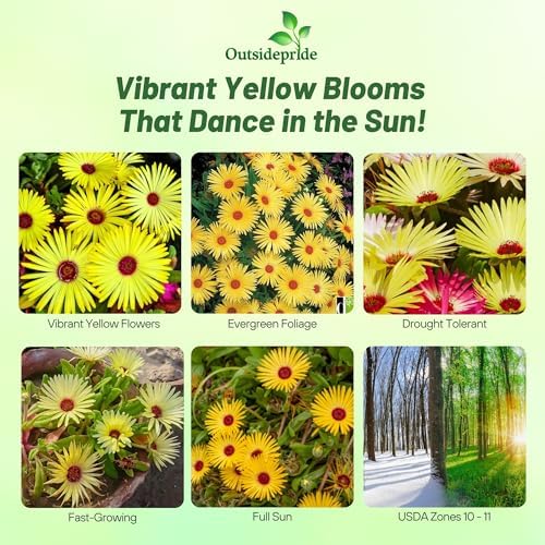 Outsidepride Gelato Yellow Ice Plant Seeds - 10000 Pcs Perennial, Drought Tolerant Ground Cover Seeds for Planting Vibrant Trailing Blooms, Ideal for Sunny Gardens & Xeriscape Landscaping - Image 2