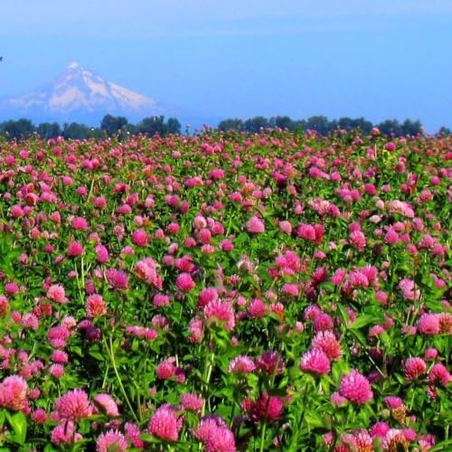 Outsidepride Perennial Red Clover Seeds - 10 lbs. Self-Seeding, Nitrocoated, Inoculated for Lawn, Yard, Forage, Pasture, Hay, Nitrogen Fixation, Soil Improvement & Crop Rotation Programs - Image 2