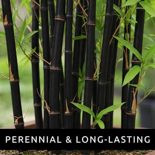 222 Black Bamboo Seeds | Phyllostachys Nigra Seeds for Planting - Image 6