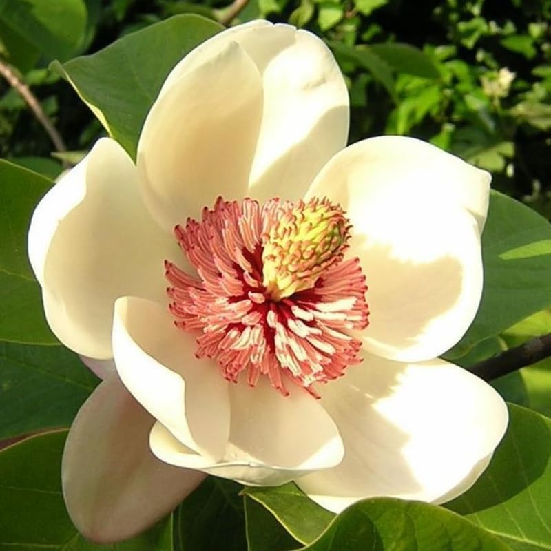 2 Sweetbay Magnolia Trees Live Plants, Cold Hardy Flower Tree, 2.5 Inch Pot - Image 6