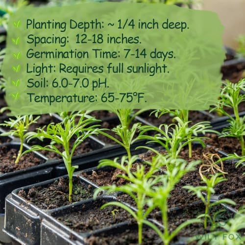 Cosmos Seeds for Planting, 1000+ Heirloom Non-GMO Double Flower Mix, Large Colorful Annual Blooms for Cut Flowers, Garden Beds, Borders and Bouquets - Image 5