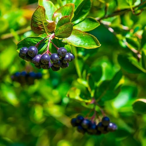 Black Chokeberry Tree Live Plant, Outdoor Berry Bush, 6-12 Inch Tall - Image 6
