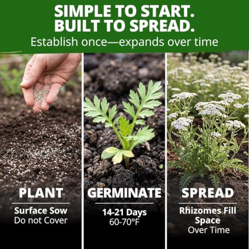 HOME GROWN White Yarrow Seeds, 16,000 Seeds, Achillea millefolium - Image 4