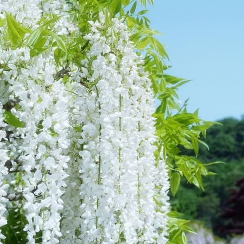 400+ Climbing Weeping Jasmine Flower Seeds for Planting Fragrant Plant Seeds Four Seasons Garden Home Jasmine Garden Balcony Climbing Flower - Image 4