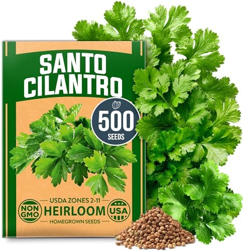 HOME GROWN Santo Cilantro Coriander Seeds, 500+ Seeds by HOMEGROWN