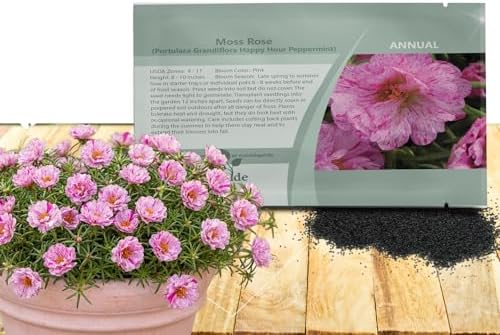 Outsidepride Peppermint Moss Rose Seeds - 250 Pcs Annual, Drought & Heat Tolerant, Pollinator Friendly Ground Cover Seeds for Planting w/Vibrant Blooms & Succulent Foliage, Ideal for Xeriscaping by Outsidepride