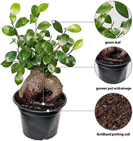 Live Ginseng Ficus, Ficus Retusa, Taiwan Ficus, Banyan Fig, Bonsai Houseplant, Birthday Gift, Housewarming Gift for The Home, Plant Lover Gift, Live Potted Houseplant in 6" Pot - Image 2