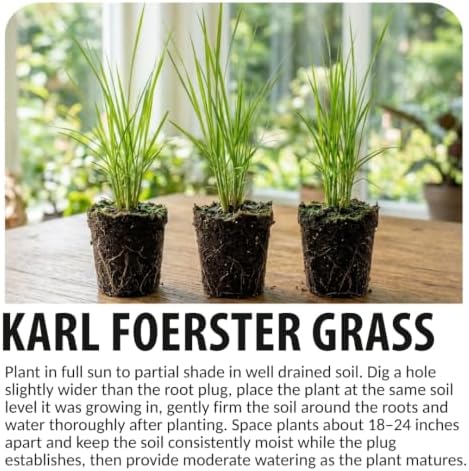 Karl Foerster Feather Reed Grass Calamagrostis Live Starter Plugs, 5 Pack - Image 6