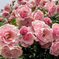 Light Pink Rose Live Plant, Bush, 5-10 Inch Tall by PlantsSeedsBulbs