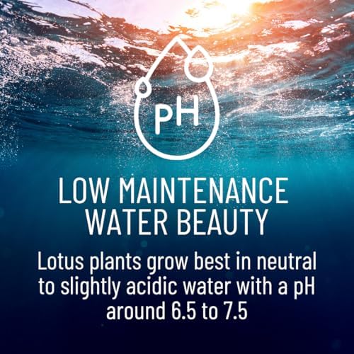 Lotus Seeds for Planting – 45 Pack Water Lotus Flower Seeds, Grow in Bowl, Koi Pond or Container, Easy Aquatic Bonsai Plants, Water Garden Flowers, Fast Sprouting, Beginner Friendly - Image 6