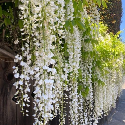 400+ Climbing Weeping Jasmine Flower Seeds for Planting Fragrant Plant Seeds Four Seasons Garden Home Jasmine Garden Balcony Climbing Flower - Image 3