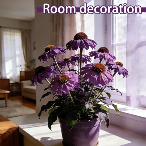 Purple Coneflower Seeds for Planting Outdoor, Hardy Native Perennial Flower - Image 5
