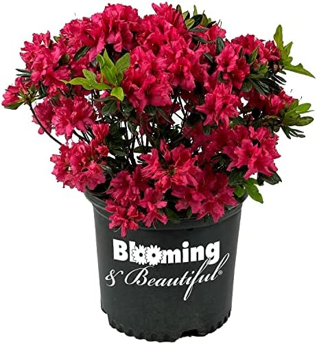 Girard's Rose Azalea, Live Evergreen Flowering Shrub, 3 Gallon by BloomingBeautiful