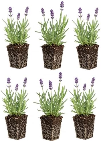 6 Live Lavender Plant Plugs | Fragrant Purple Perennial Starter Plants by CZGrain