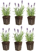 6 Live Lavender Plant Plugs | Fragrant Purple Perennial Starter Plants by CZGrain