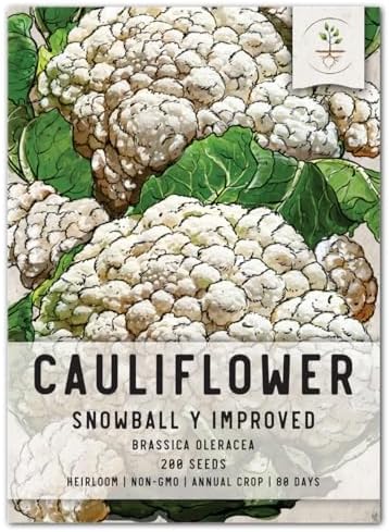 Seed Needs Snowball Y Improved Cauliflower Seeds to Plant Heirloom 1 Pack by SeedNeeds