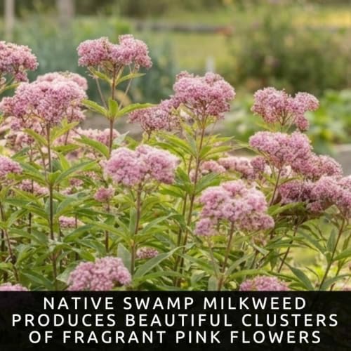 Swamp Milkweed Seeds – 100 Premium Seed Collection - Image 2
