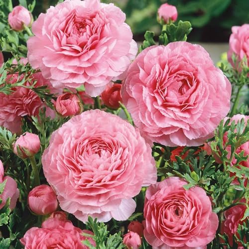 Eden Brothers Ranunculus Bulbs - Pink by EdenBrothers
