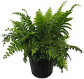 American Plant Exchange Macho Fern 'Giant Sword' – 10-Inch Pot – Live Air Purifying Tropical Fern, Easy Care Foliage Plant for Home, Office, Garden, or Landscape Decor by AmericanPlantExchange
