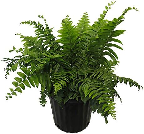 American Plant Exchange Macho Fern 'Giant Sword' – 10-Inch Pot – Live Air Purifying Tropical Fern, Easy Care Foliage Plant for Home, Office, Garden, or Landscape Decor by AmericanPlantExchange