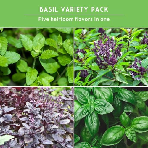 Basil Seeds 5 Variety Collection - Survival Garden Seeds - Image 6