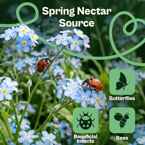 SVI 5000 Forget Me Not Seeds (Myosotis sylvatica) – Forget Me Not Flowers, Blue Wildflower Seed Packets Bulk – Heirloom Flower Seeds for Flower Garden, Outdoor Garden Borders & Ground Cover - Image 3