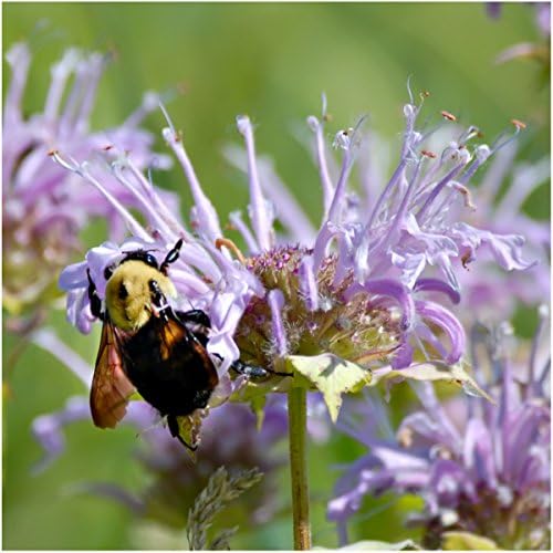 Seed Needs Bee Balm Seeds Variety Pack of 3 Perennial Monarda Flowers - Image 4