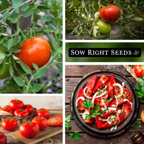 Sow Right Seeds- Beefsteak Tomato Seed for Planting Beef Steak Tomatoes 2pk - Image 5