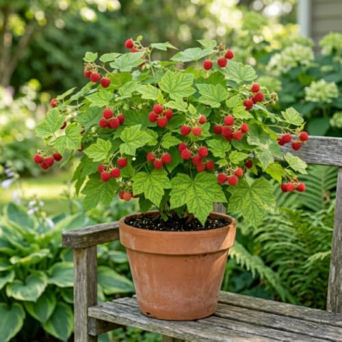 Live Thimbleberry Plant, Berry Plant, 4-6 Inch Tall, 5 Inch Pot - Image 5