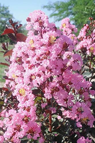 Rhapsody in Pink® Crape Myrtle - Light Pink Flowering Tree - Live Plant Shipped 1 Foot Tall by DAS Farms by DASFarms