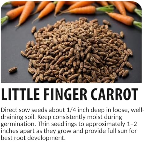 100 Little Finger Carrot Seeds | Sweet Baby Carrots | Seeds for Planting - Image 6