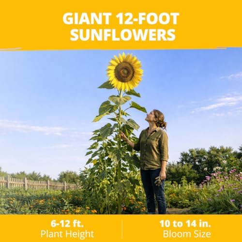 HOME GROWN Giant Mammoth Sunflower Seeds, 520+ Seeds, Helianthus annuus - Image 2