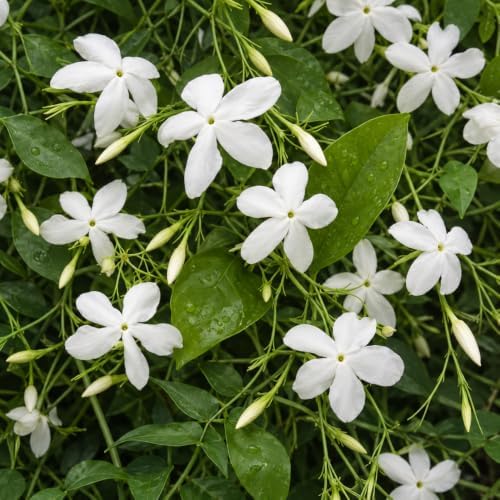 Set of 2 Live Poet Jasmine Shrubs, 4–6"Tall, Fragrant Flowers - Image 6