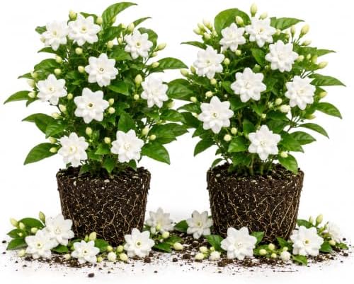 2 Maid of Orleans Arabian Jasmine Plants, Indoor Outdoor Flower, 4-9 Inches by TANKDA