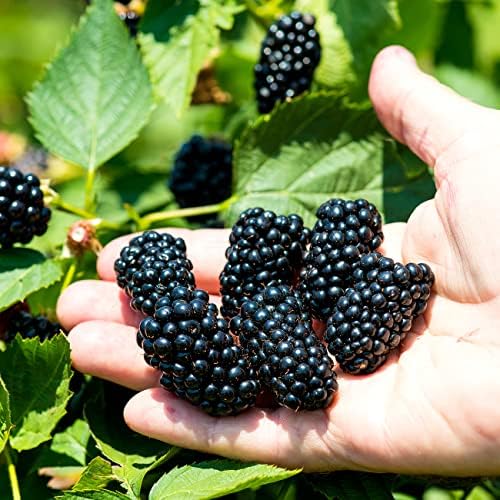 Perfect Plants Apache Thornless BlackBerry Bush, 3 Gallon, Live Plant - Image 7