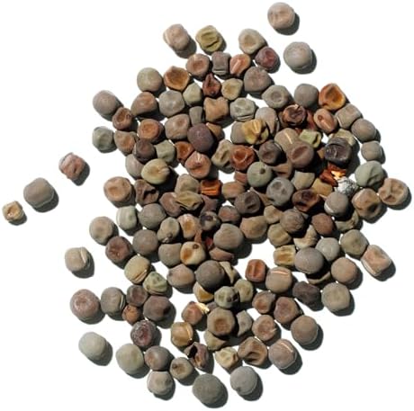 Seed Needs Flower Seeds to Plant Old Spice Sweet Pea - 1 Ounce Bulk Pack - Image 6