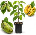 Pawpaw Tree Live in Quart Pot, 6-12" Tall, Cold-Hardy North American Fruit Tree, Native Fruit Tree Starter for Backyard and Garden Rows by GINGERGLOW