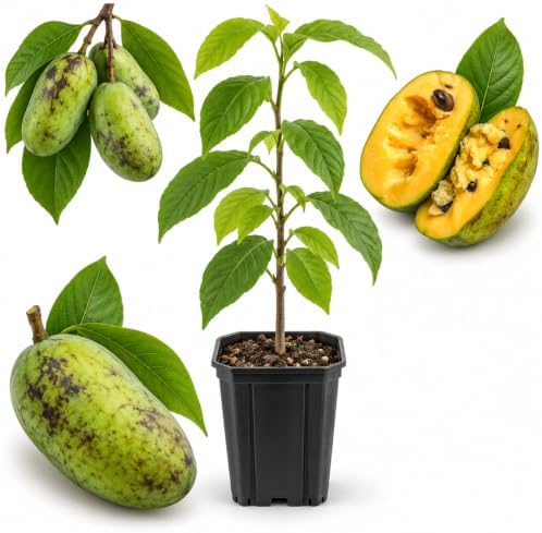 Pawpaw Tree Live in Quart Pot, 6-12" Tall, Cold-Hardy North American Fruit Tree, Native Fruit Tree Starter for Backyard and Garden Rows by GINGERGLOW